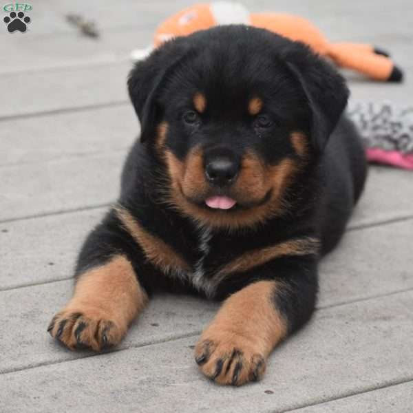 Ajax, Rottweiler Mix Puppy